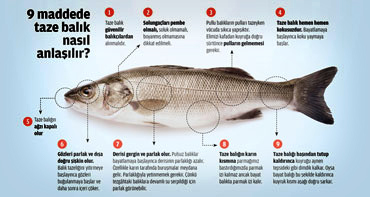 Balık hakkında bilmek istediğiniz her şey (infografik)